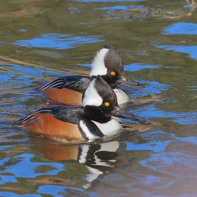 Hooded Merganser