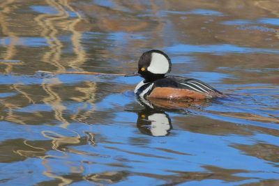 Hooded Merganser ♂
