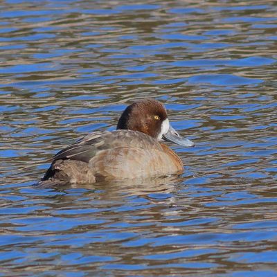 Greater Scaup
