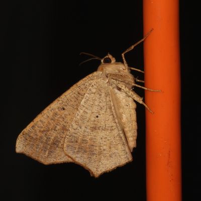Hodges#6982 * Large Maple Spanworm * Prochoerodes lineola