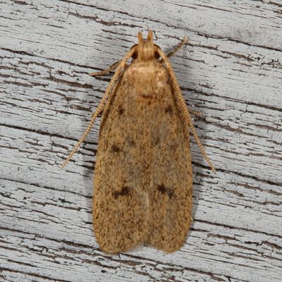 Hodges#1142 * Glyphidocera septentrionella
