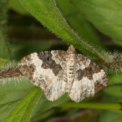 Hodges#7394 * White-banded Toothed Carpet * Epirrhoe alternata