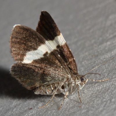 Hodges#7430 * White-striped Black * Trichodezia albovittata