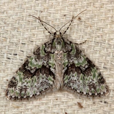 Hodges#7637 * Mottled Gray Carpet * Cladara limitaria