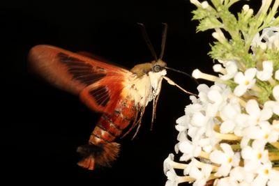 Hodges#7853 * Hummingbird Clearwing * Hemaris thysbe