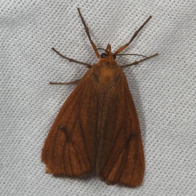 Hodges#8118 * Virbia opella