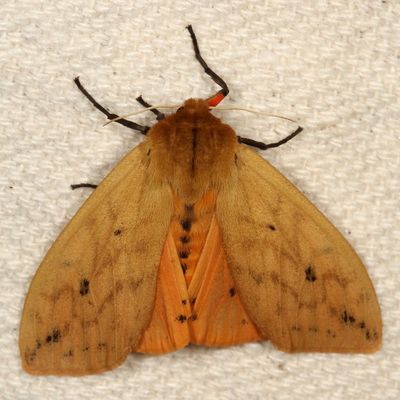 Hodges#8129 * Isabella Tiger Moth * Pyrrharctia isabella