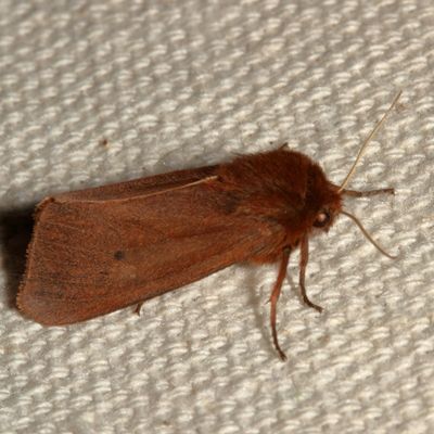 Hodges#8156 * Ruby Tiger Moth * Phragmatobia fuliginosa
