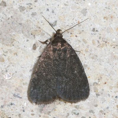 Hodges#8326 * Rotund Idia Moth * Idia rotundalis