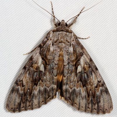 Hodges#8802 * Yellow-banded Underwing * Catocala cerogama