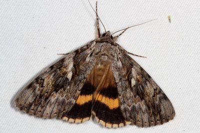 Hodges#8802 * Yellow-banded Underwing * Catocala cerogama