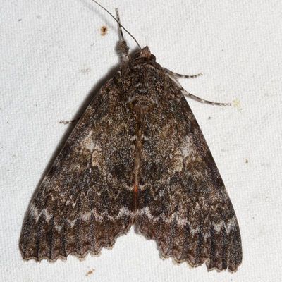 Hodges#8805 * Once-married Underwing * Catocala unijuga