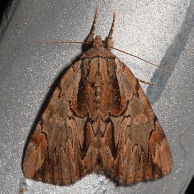 Hodges#8857 * Ultronia Underwing * Catocala ultronia 