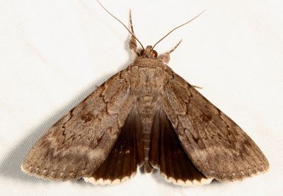 Hodges#8784 * Obscure Underwing * Catocala obscura