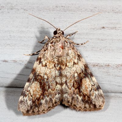 Hodges#8878 * Girlfriend Underwing * Catocala amica