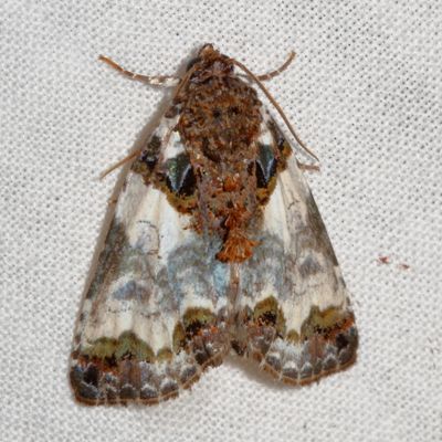 Hodges#9062 *Tufted Bird Dropping Moth * Cerma cerintha