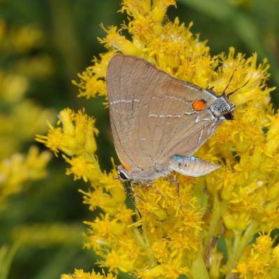 White M Hairstreak