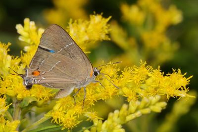 White M Hairstreak