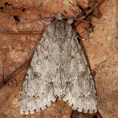 Hodges#9200 * American Dagger Moth * Acronicta americana