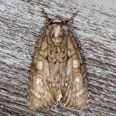 Hodges#9251 * Retarded Dagger Moth * Acronicta retardata