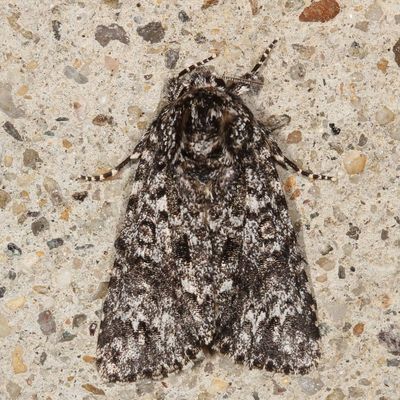 Hodges#9259 * Night-wandering Dagger * Acronicta noctivaga