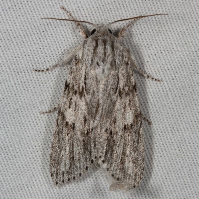 Hodges#9272 * Smeared Dagger Moth * Acronicta oblinita