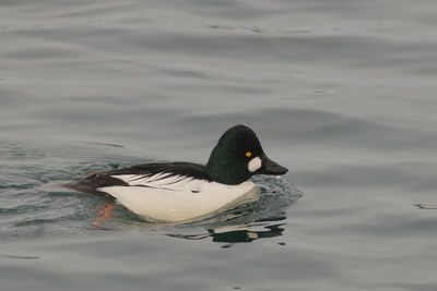 Common Goldeneye