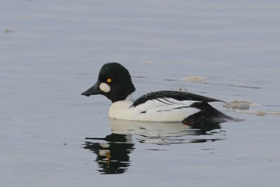 Common Goldeneye