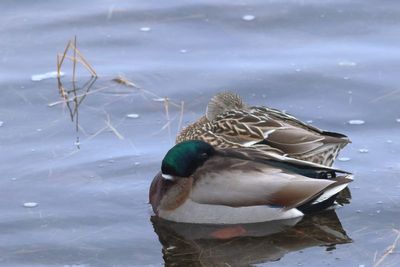 Mallard ♂ & ♀