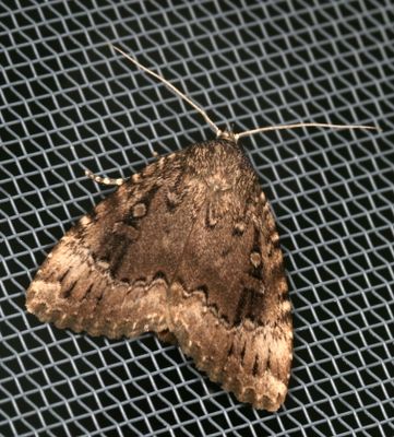 Hodges#9638 * Copper Underwing  * Amphipyra pyramidoides