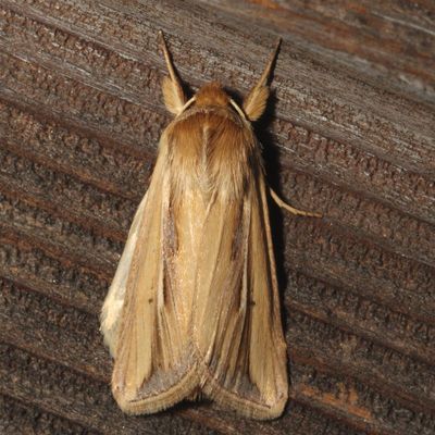 Hodges#10431 * Wheat Head Armyworm * Dargida diffusa