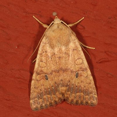 Hodges#10663 * Ipsilon Dart * Agrotis ipsilon