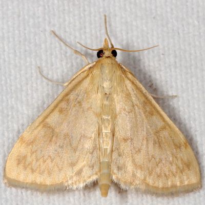 Hodges#4947 * Smartweed Borer * Ostrinia obumbratalis