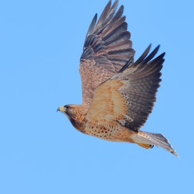 Swainson's Hawk 