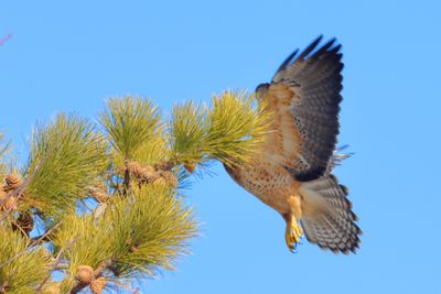 Swainson's Hawk