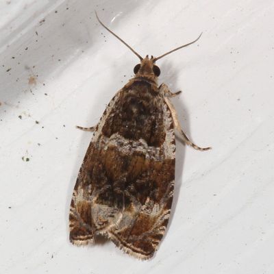Hodges#2814 * Olethreutes versicolorana
