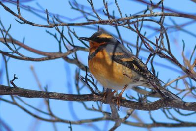 Varied Thrush