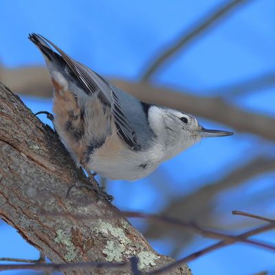 White-breasted Nuthatch