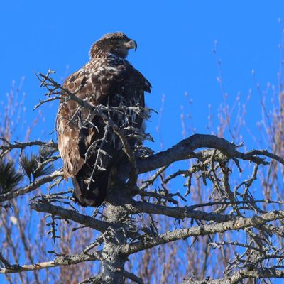 Bald Eagle