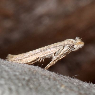 Hodges#0466 * Morning-Glory Leaf Miner * Bedellia somnulentella
