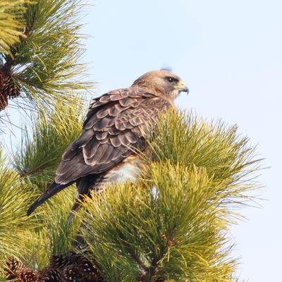 Swainson's Hawk