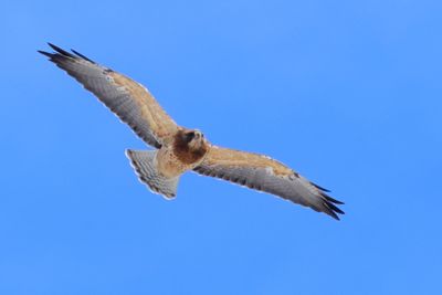 Swainson's Hawk