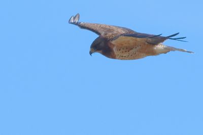 Swainson's Hawk