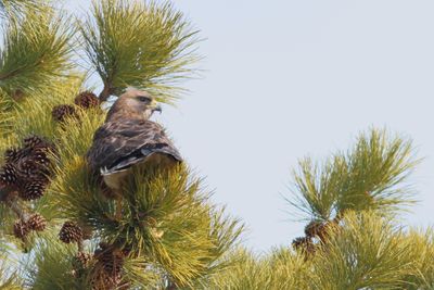 Swainson's Hawk