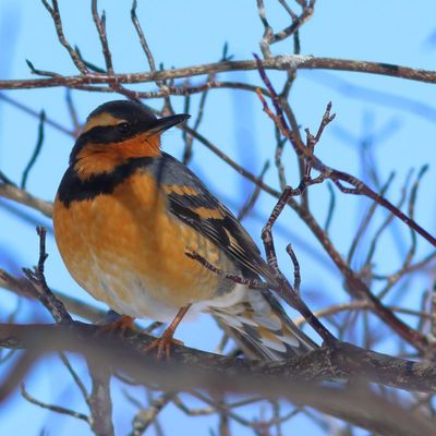 Varied Thrush