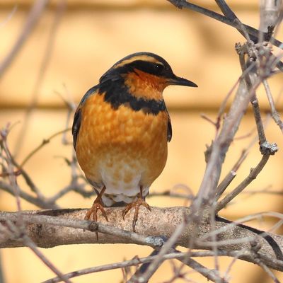 Varied Thrush