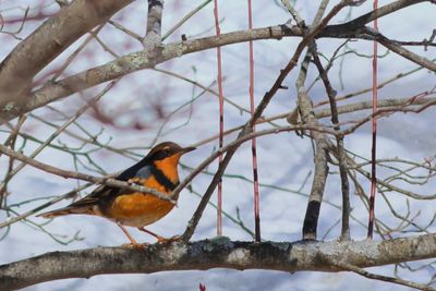 Varied Thrush