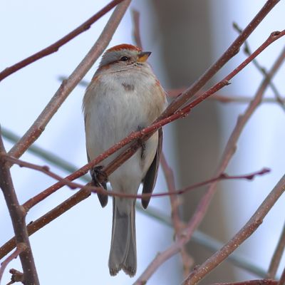 American Tree Sparrow