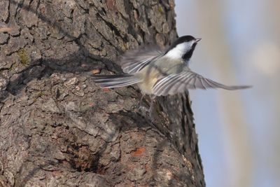 Black-capped Chickadee