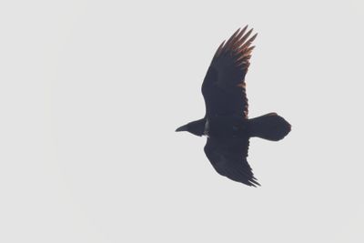 Common Raven